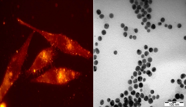 109Ag nanoparticles as seen with TEM 210k X and coupled with fluorescent dye and CendR peptide being taken up by cancer cells 100 X